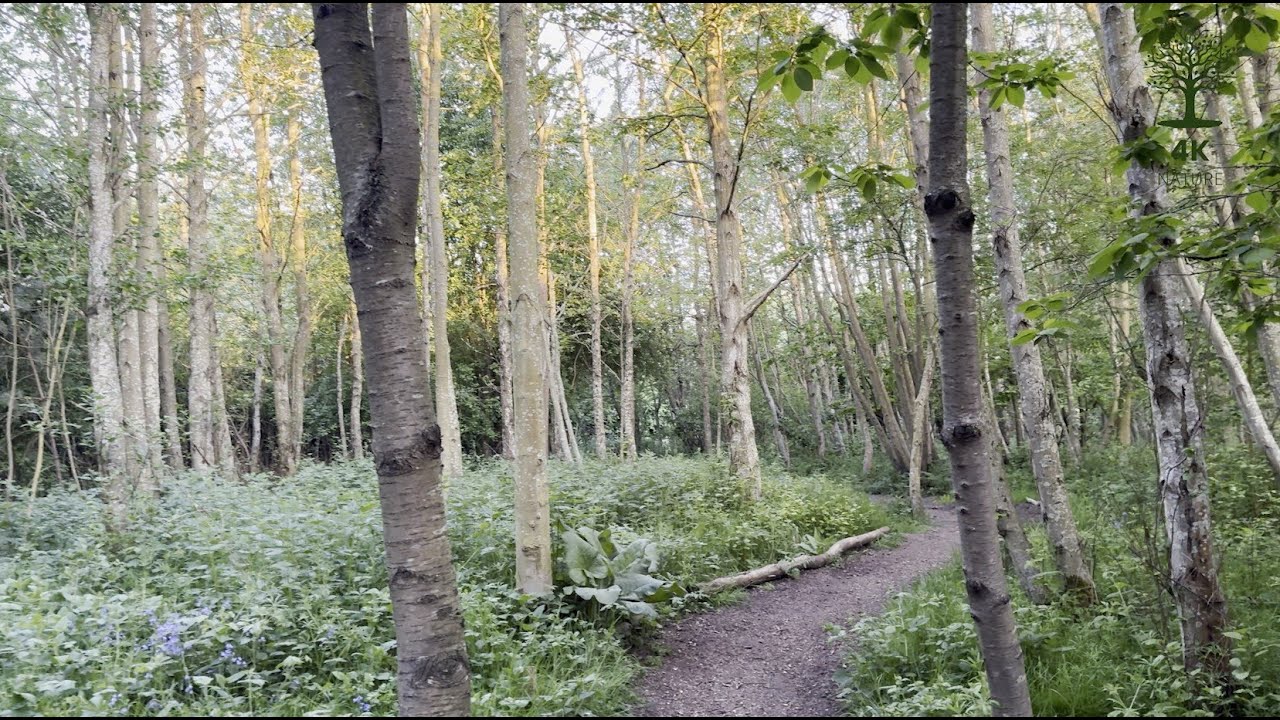 Fading light along the nature trail
