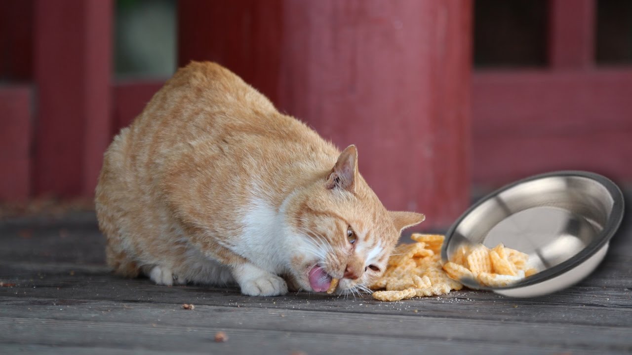 KittyMatBowl Food Grade Silicone Dish and Pet Food Placemat