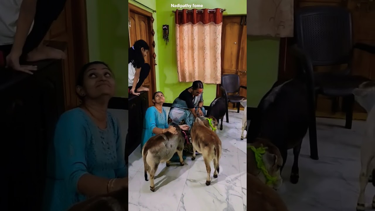 miniature cows farming my House # Punganuru Cow's #nadipathy Goshala #world's Shotest cows