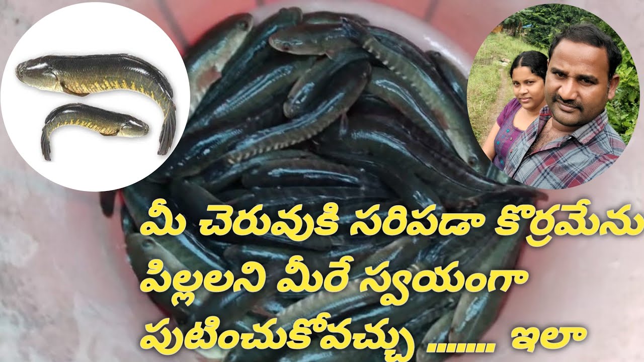 how prepare own murrel fish seed details 9493243217