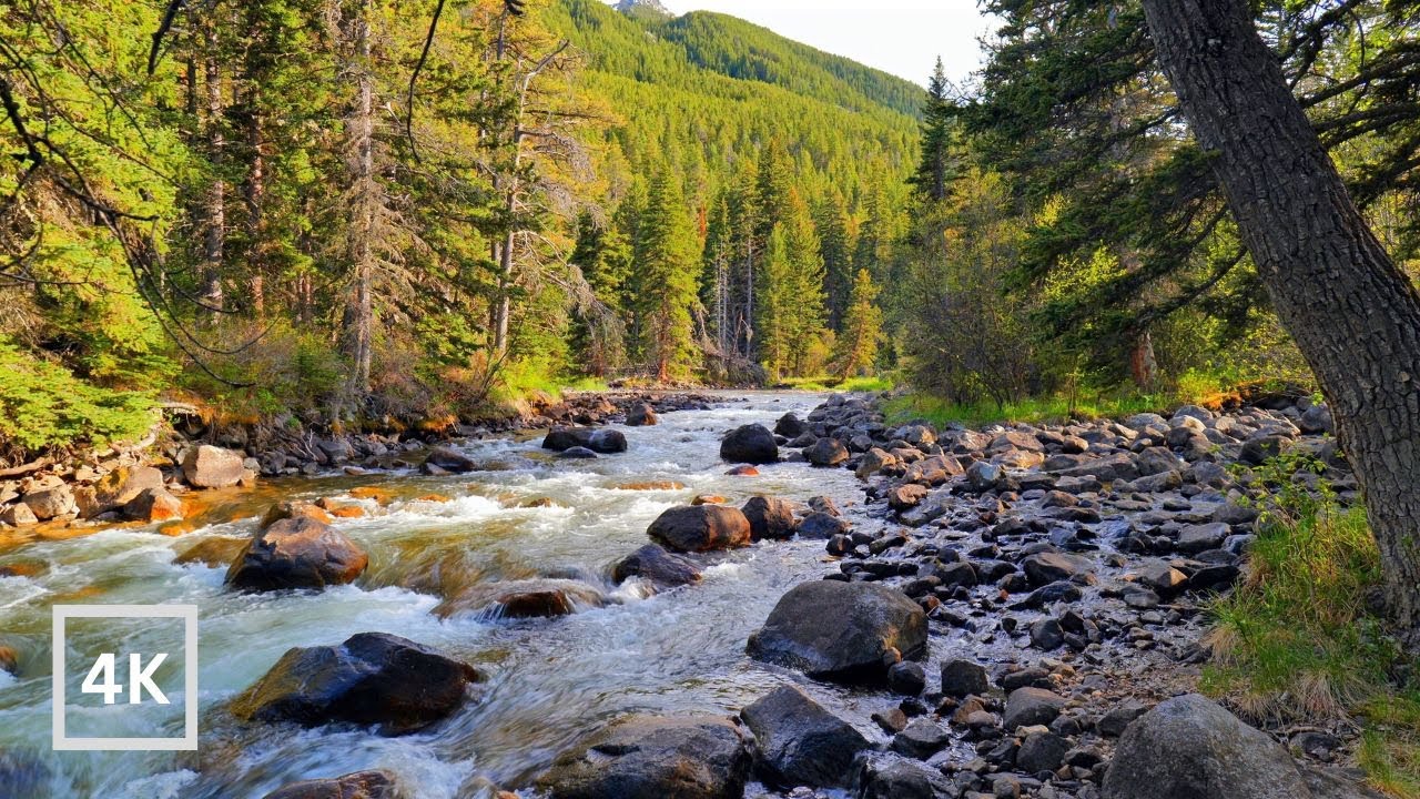 4K Mountain River Ambience in Evergreen Forest | Nature Scene for Relaxation | White Noise