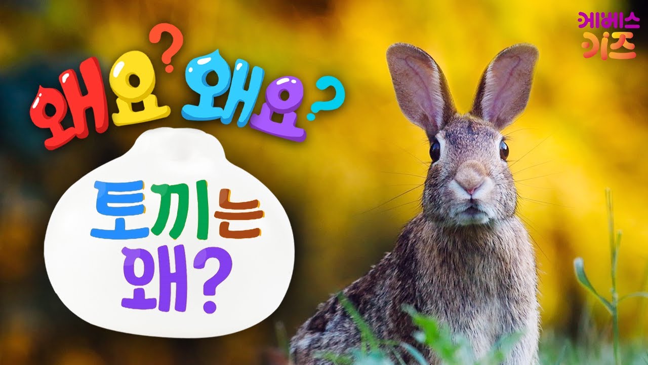 깡총 깡총 숲 속을 뛰어다니는 토끼!ㅣ토끼는 왜?ㅣ왜요? 왜요? 궁금할 만두ㅣKBS 241107 방송