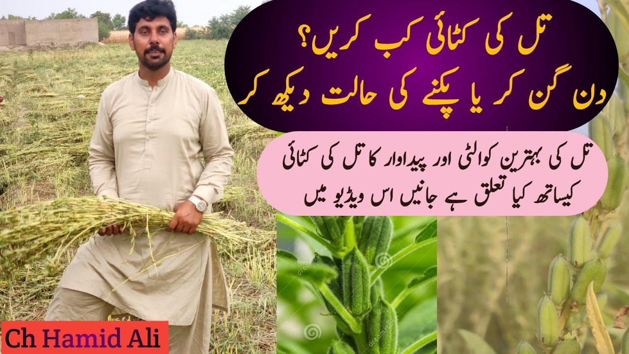 تل کی کٹائی کب کرنی چاہیے تل کی فصل پک جانے کی  علاماتِ کیا ہوتی ہیں ||Sesame Farming 