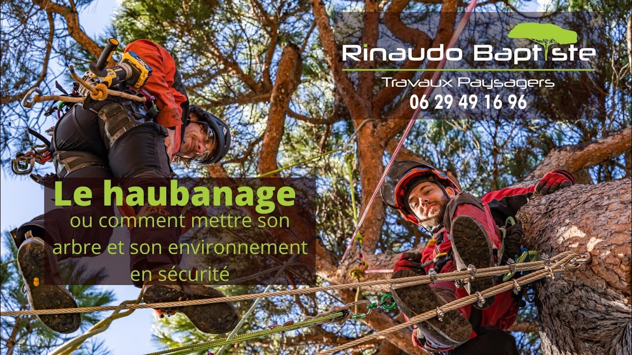🌳 Haubanage d’un pin à tronc double – Avec Baptiste Rinaudo