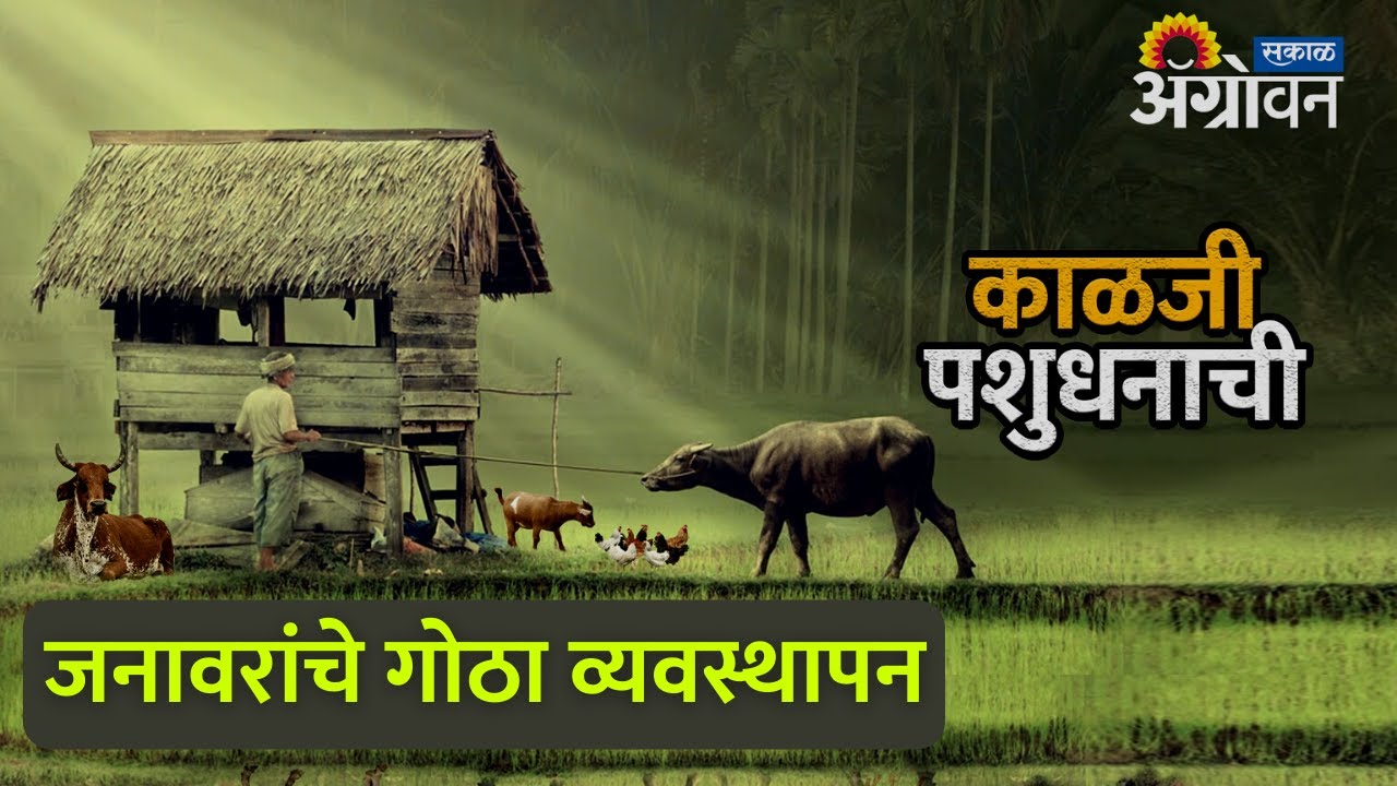 कसे कराल पावसाळ्यात जनावरांच्या गोठ्याचे व्यवस्थापन ? || ॲग्रोवन