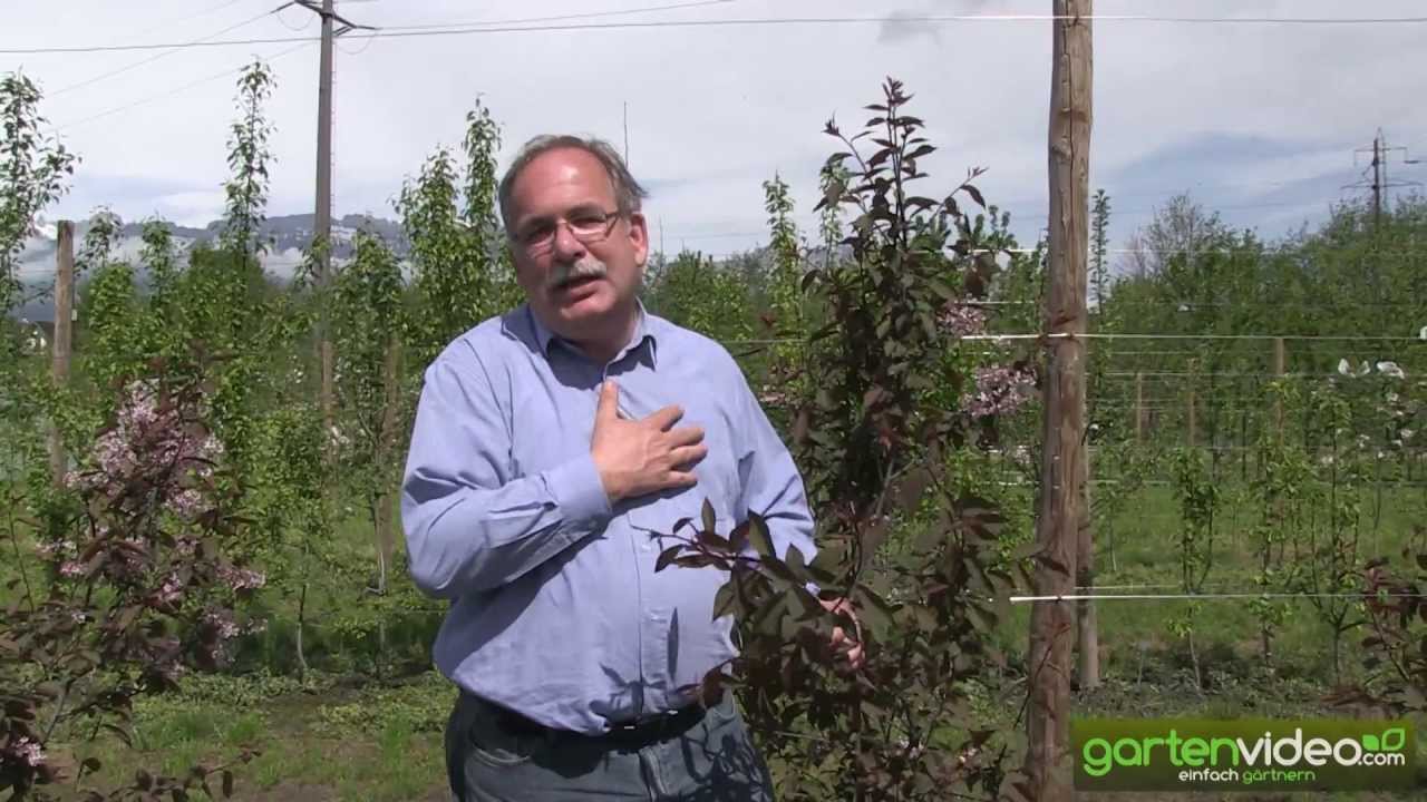 Traubenkirsche Prunus padus