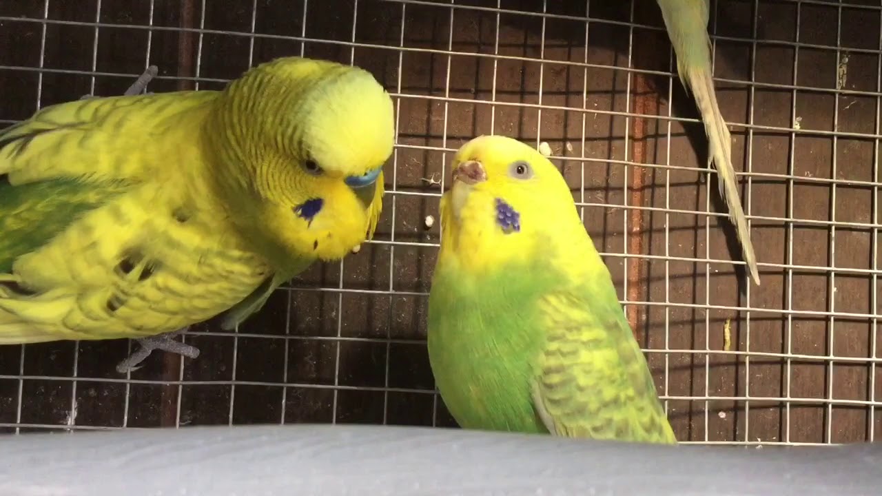 Male Budgie/Parakeet Sounds Of Flirting (Oliver And Adele)(Волнистых попугаев)