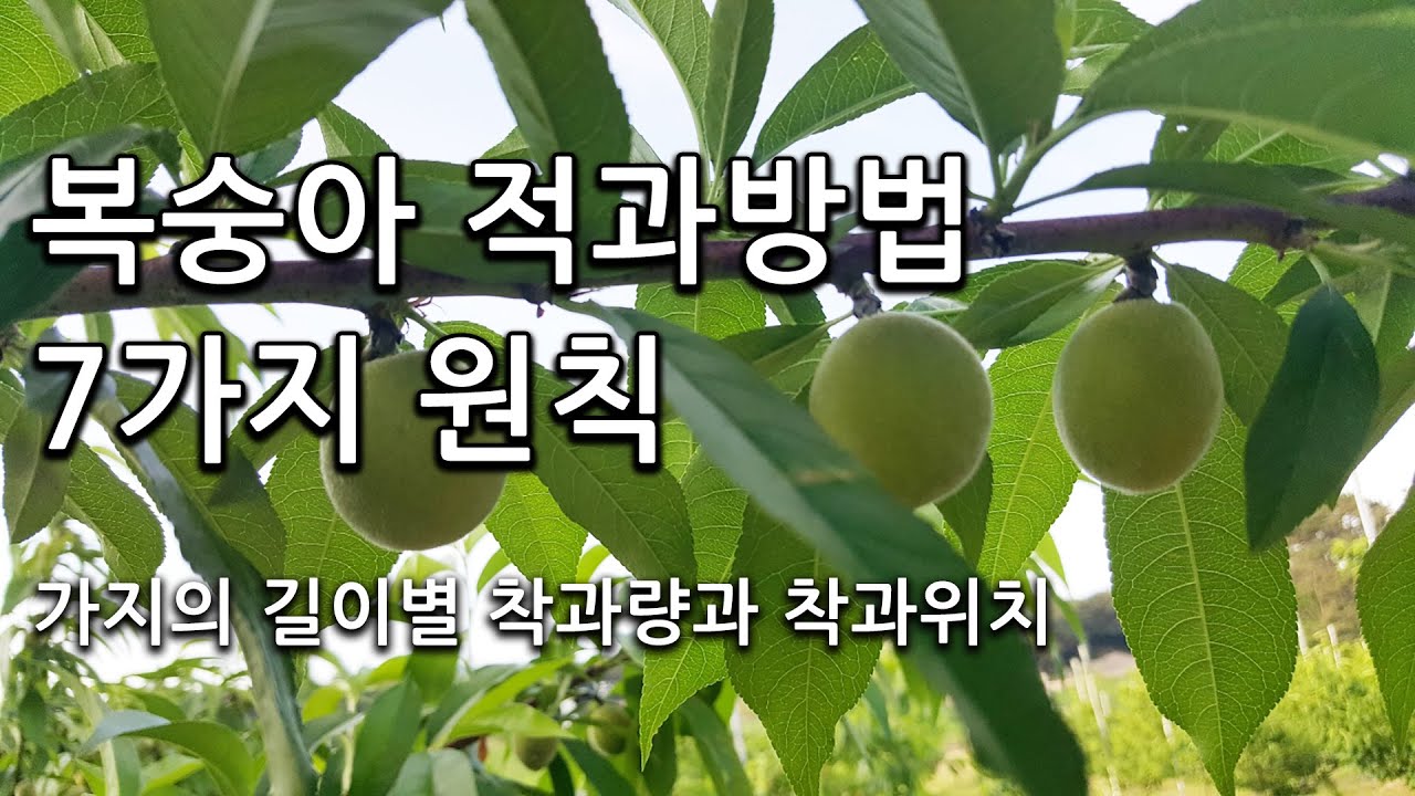 복숭아 적과방법 7가지 원칙,가지의 길이별 착과량과 착과위치