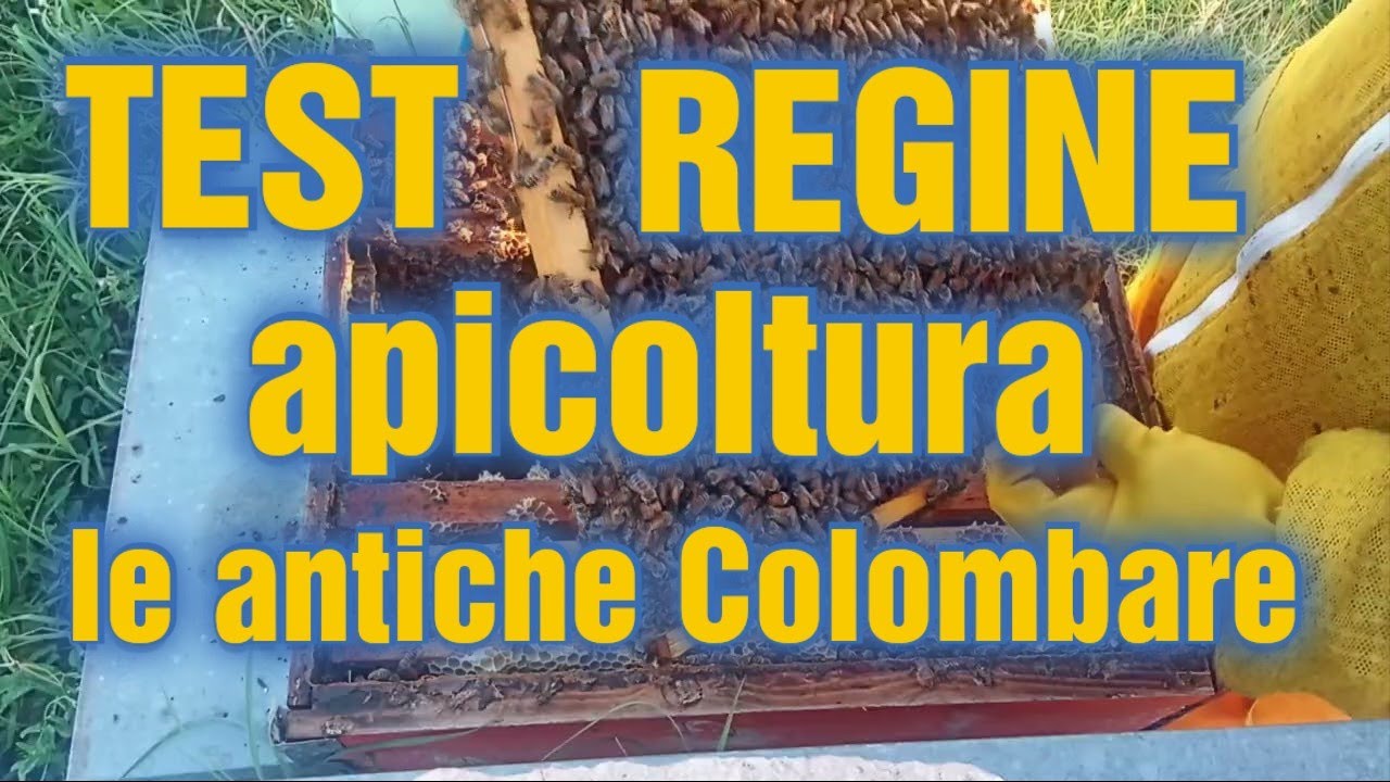 Apicoltura CD: Test su regine selezionate,  @Apicoltura Le Antiche Colombare ​