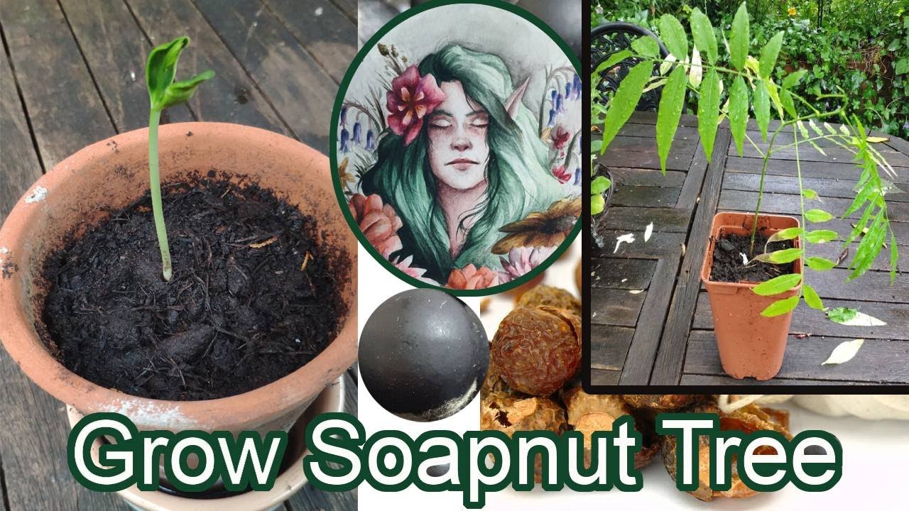 Grow SOAPNUT tree update