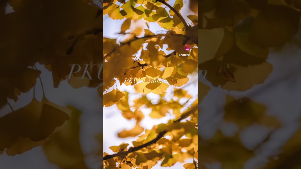 PKU in Autumn🍂 #pekinguniversity #pku