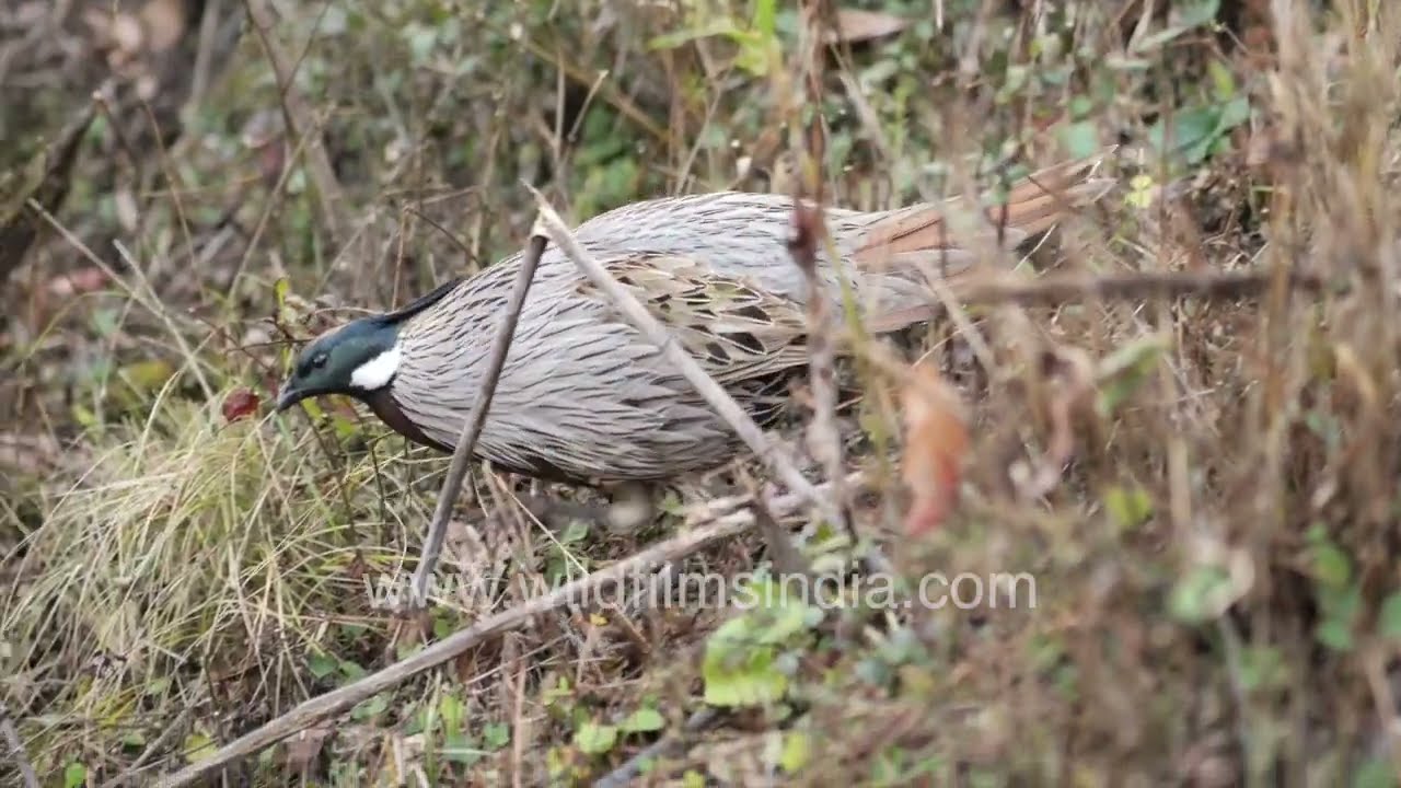 Koklass Pheasant : Rare footage of Himalayan pheasant in its wild habitat, among Oak scrub jungle