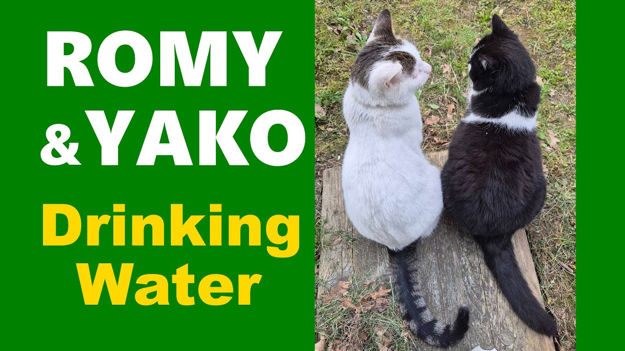 Drinking Water from the freezing River - Romy & Yako