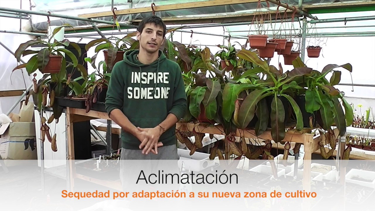 Por qué se Secan los Jarros de Nepenthes