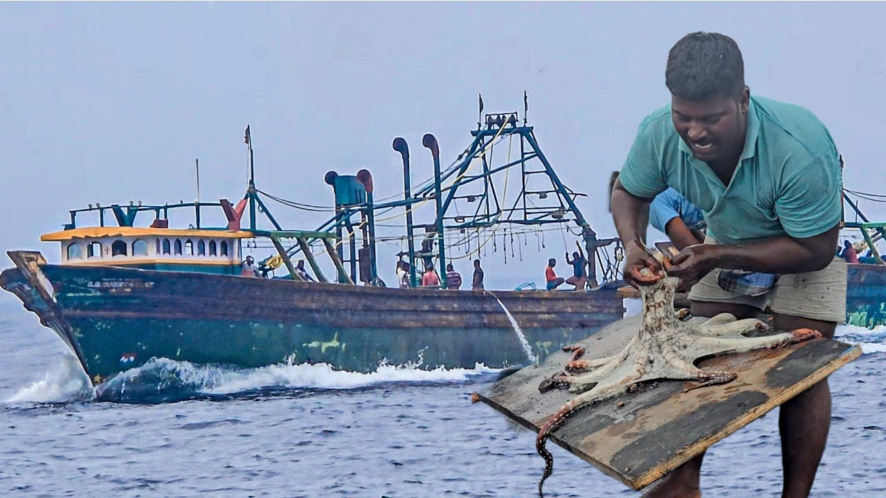 இப்படி ஒரு ஆக்டோபஸ் மீன பாத்திருக்கீங்களா 😱