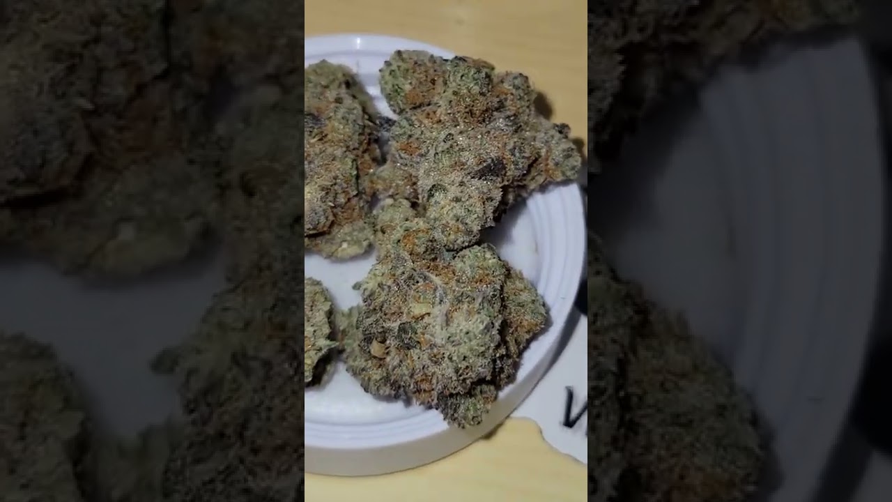 Zombie Cookies (Gorilla Glue #4 x Animal Cookies) cultivated by Ember Valley
