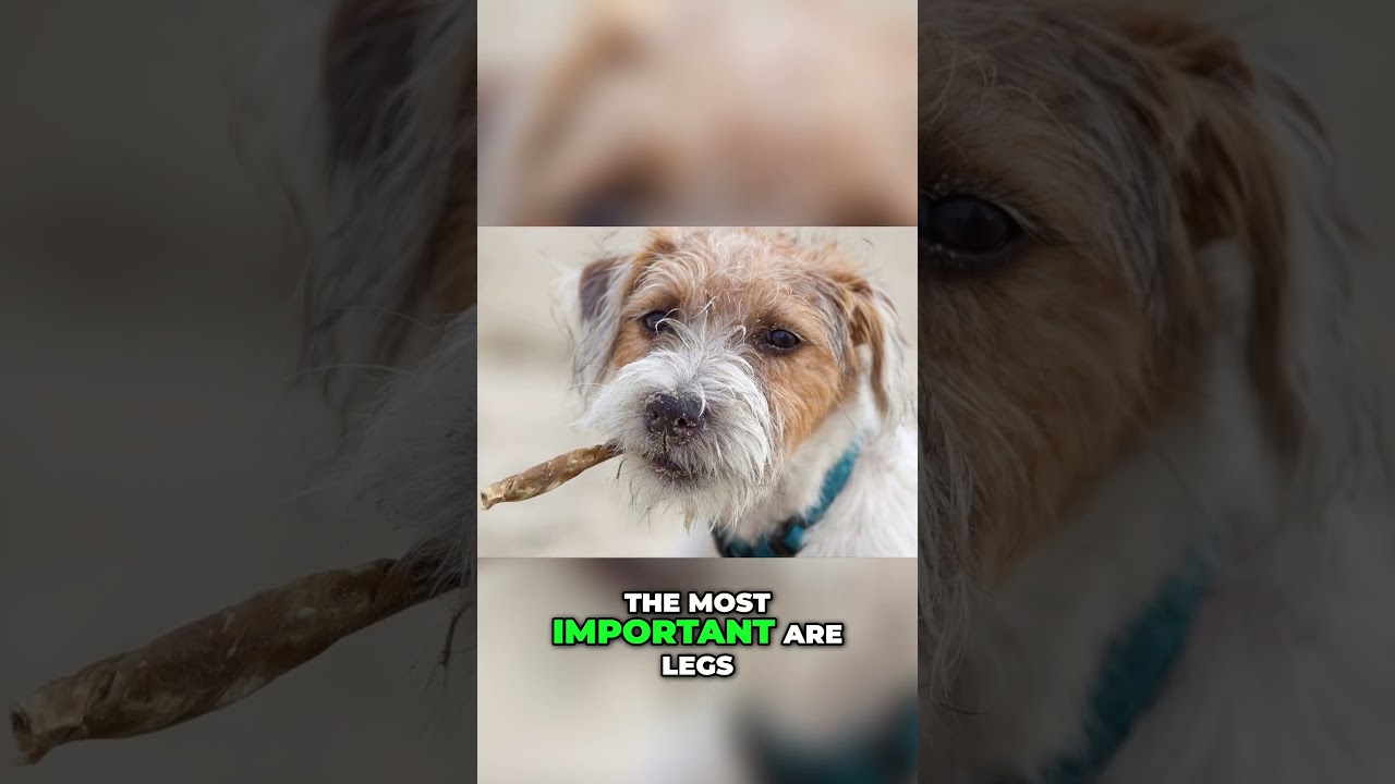 Parson Russell vs Jack Russell Terrier: What&rsquo;s the Difference?