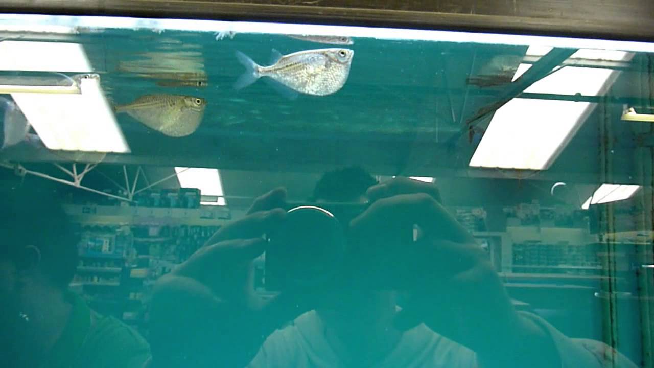 Gasteropelecus Sternicla (Silver Hatchetfish)