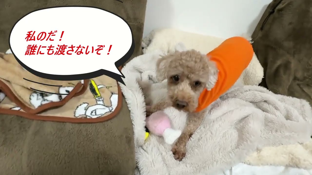 #99【ココとララ】追いかけっこ、ララちゃんオモチャはすべて私のもので渡しません♡♡♡ 698日目