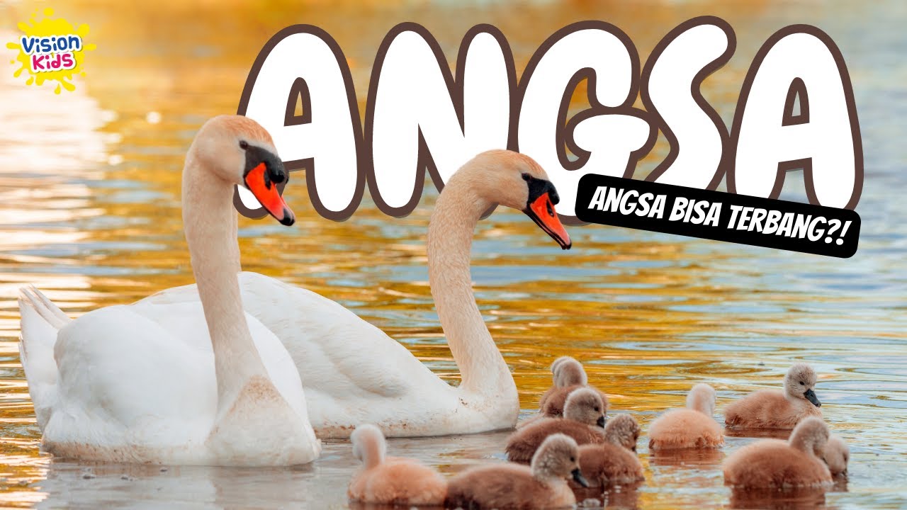Angsa Bisa Terbang?! | Potong Bebek Angsa | Beragam Macam Angsa