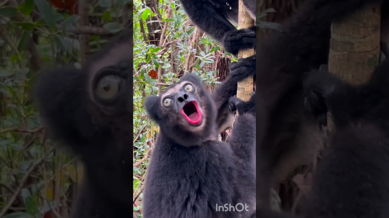 Madagascar black lemurs #shorts