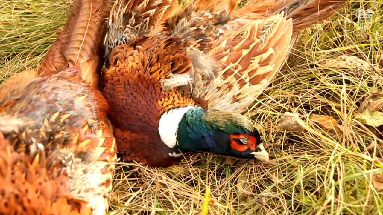 Pheasant hunting with John J. LoMonaco