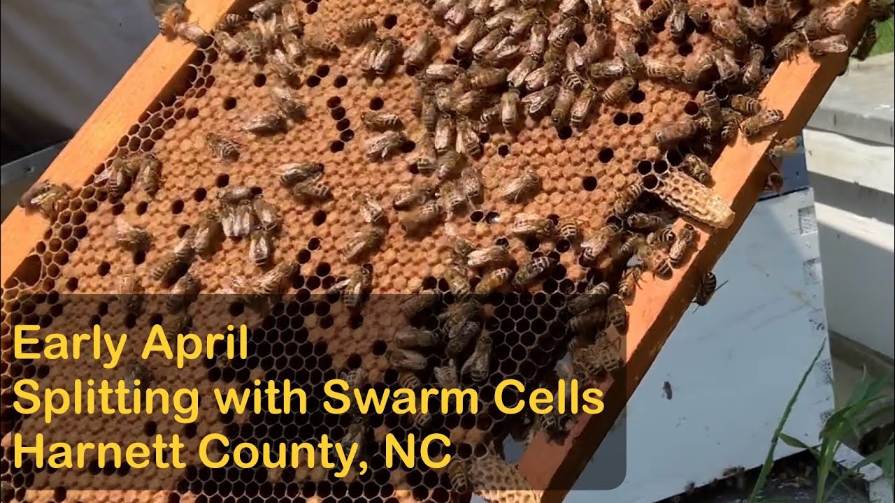 Splitting with Swarm Cells | Early April | Harnett County, NC #beekeeping