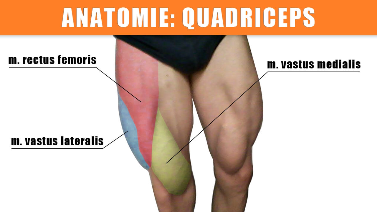 Quadriceps femoris trainieren - Dehnen - Anatomie