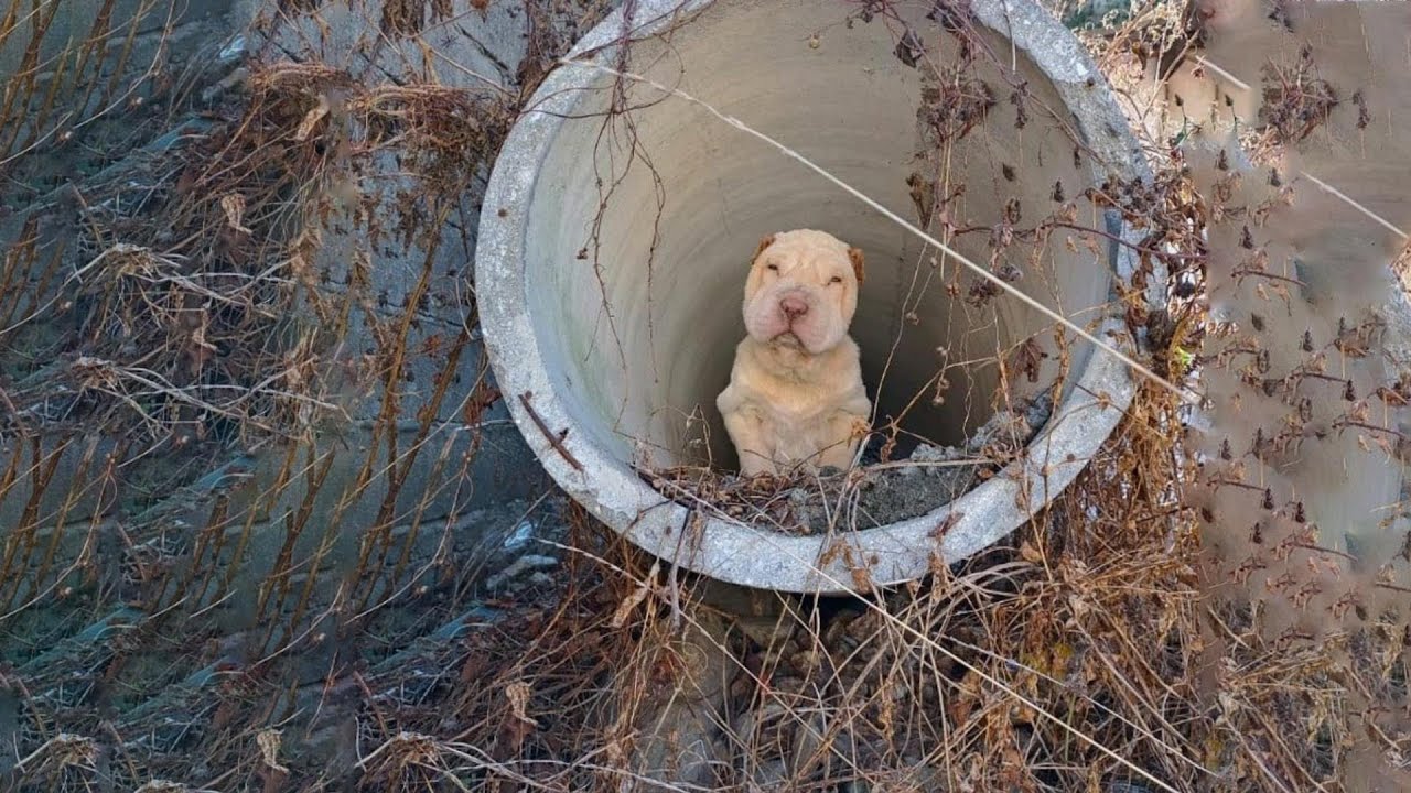 Ее хозяева знали что она больше никогда не сможет ходить Поэтому они оставили ее умирать одиночестве