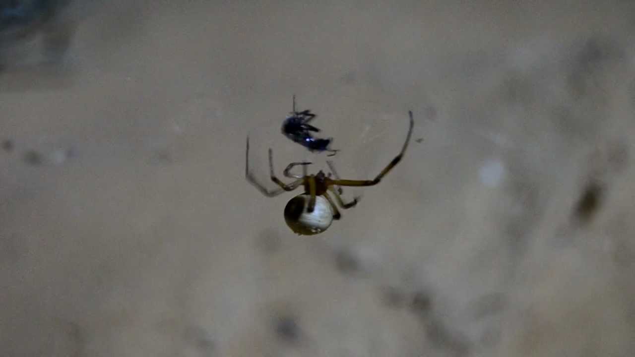 אלמנה לבנה צדה - White widow spider (Latrodectus pallidus) hunting