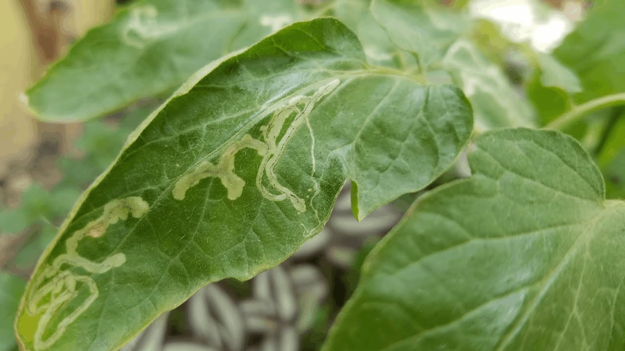 Leaf Miners on Tomato Plants? | Best Organic Treatment & Control Methods