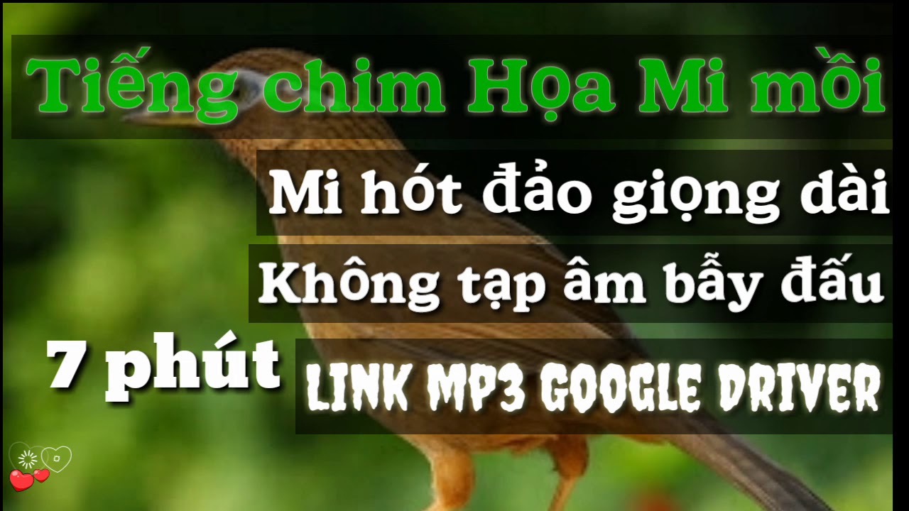 Tiếng chim Họa Mi mồi 2020 đảo giọng đẳng cấp không tạp âm mp3