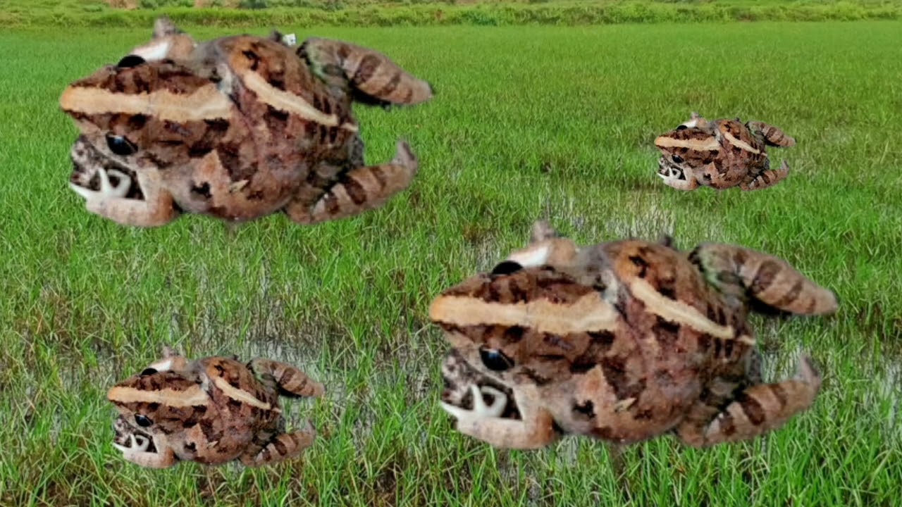 เสียงเขียดร้อง เขียดโม้