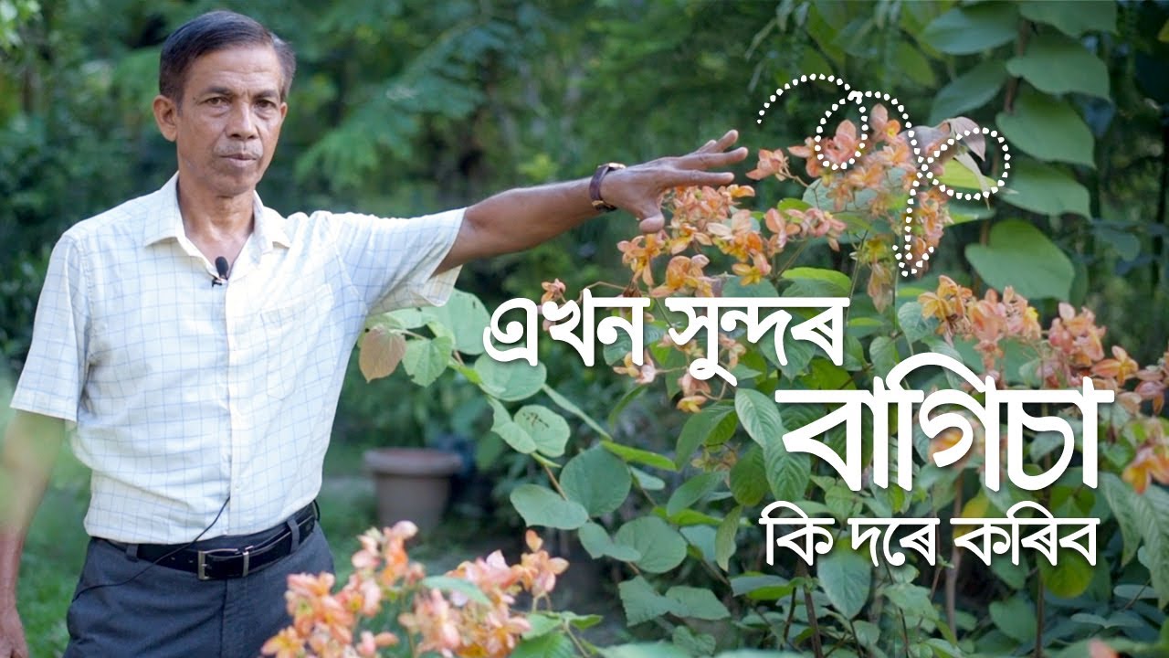 এখন সুন্দৰ বাগিচা কি দৰে কৰিব || Plants for a Beautiful Garden || Parijat Nursery Jorhat ||