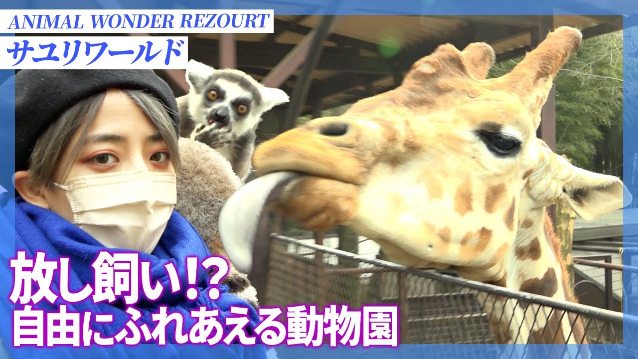 キリンにエサやり！？放し飼い！？触れ合える動物園【サユリワールド】