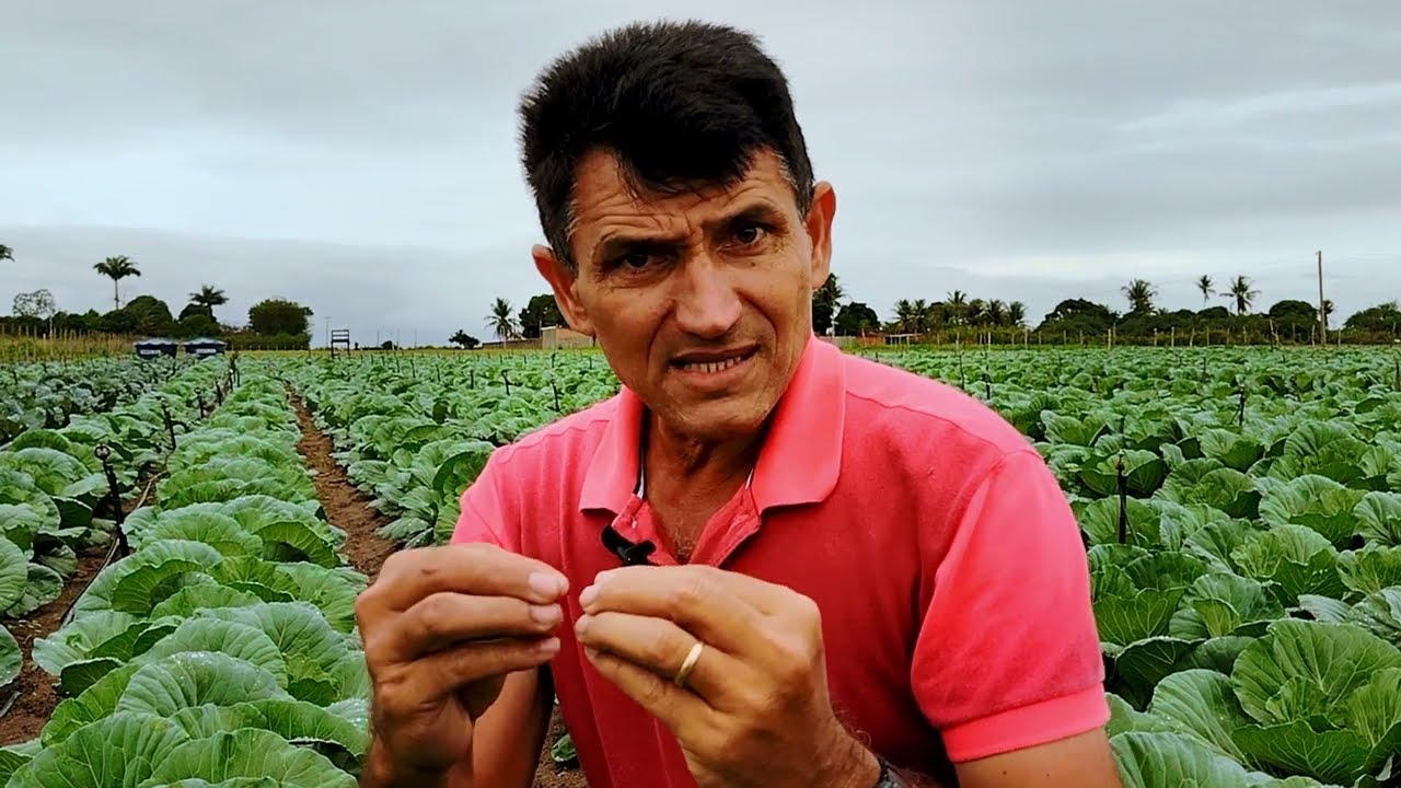 O Segredo da Pulverização para Repolho (Produtos, Adubação, Armadilha pra Traça)