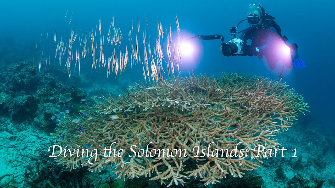 Diving Solomon Island coral reefs with Drumbeat Sailing: Part 1