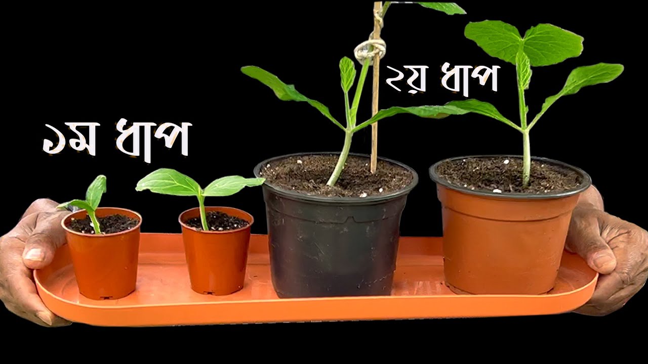 বীজ থেকে চারা তৈরির সময় বিভিন্ন ধাপে পট পরিবর্তন কেন অত্যন্ত জরুরি? ছোট চারাগাছে কীভাবে সার দিতে হয়