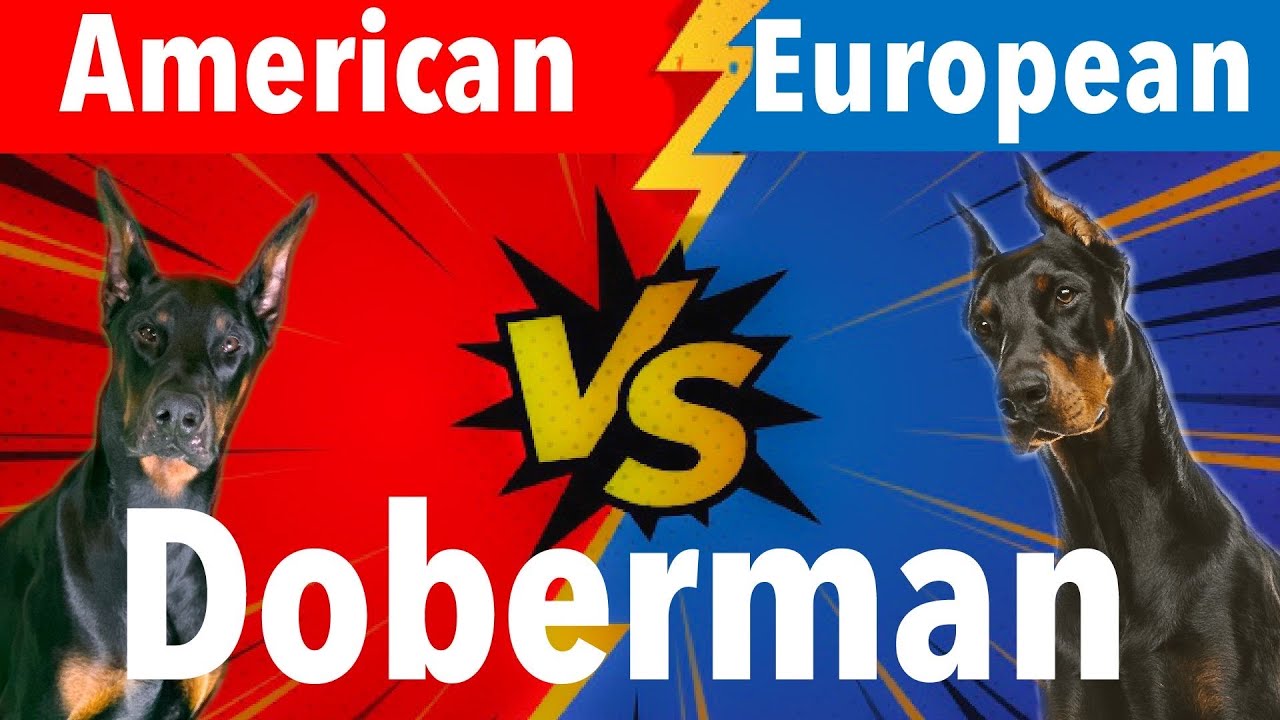 American vs. European Doberman: Which Is Best For You?