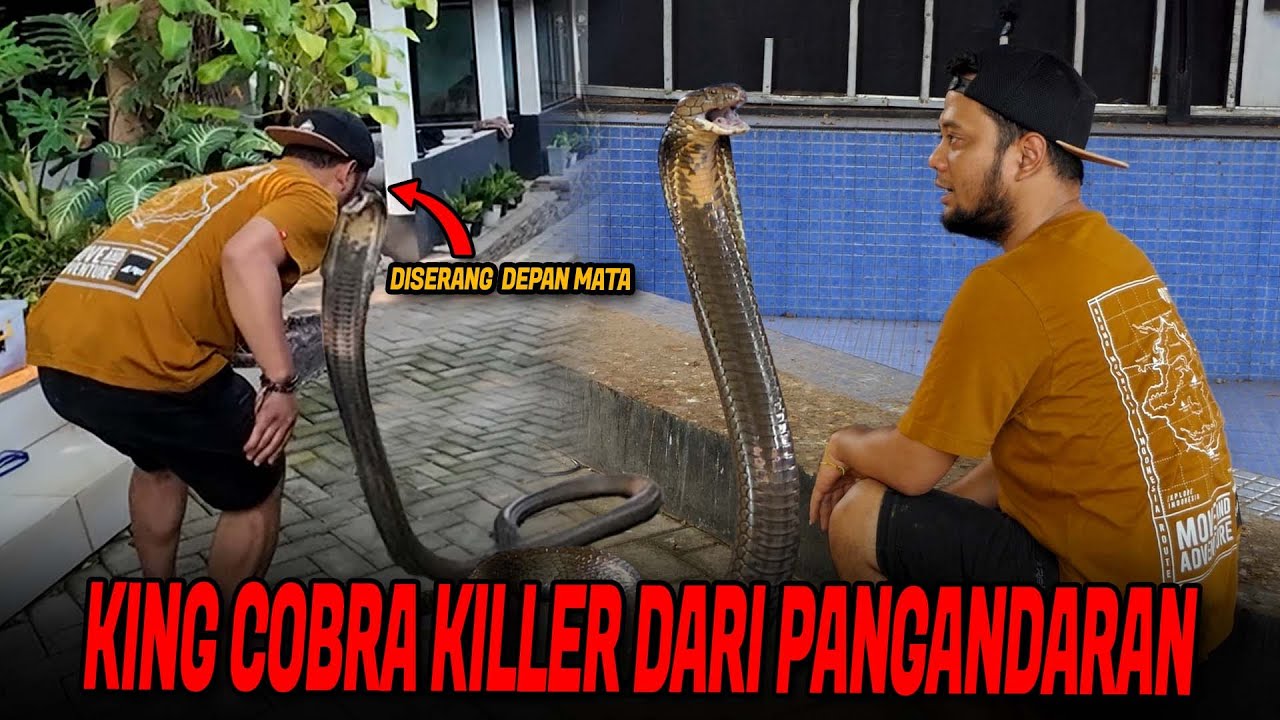 NEKAT TAKLUKKAN KING COBRA GANAS PANGANDARAN‼️PANJI NYARIS JADI KORBAN