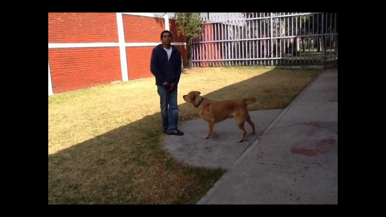Trucos Caninos- Ladrar a la Orden