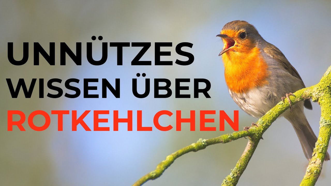 Unnützes Wissen über Rotkehlchen