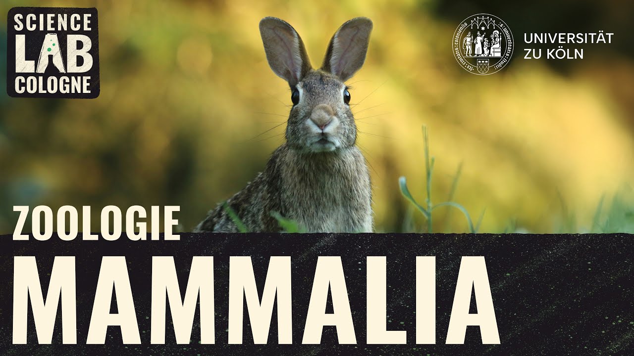Zoologie - S&auml;ugetiere (7/9: Nagetiere & Hasenartige)