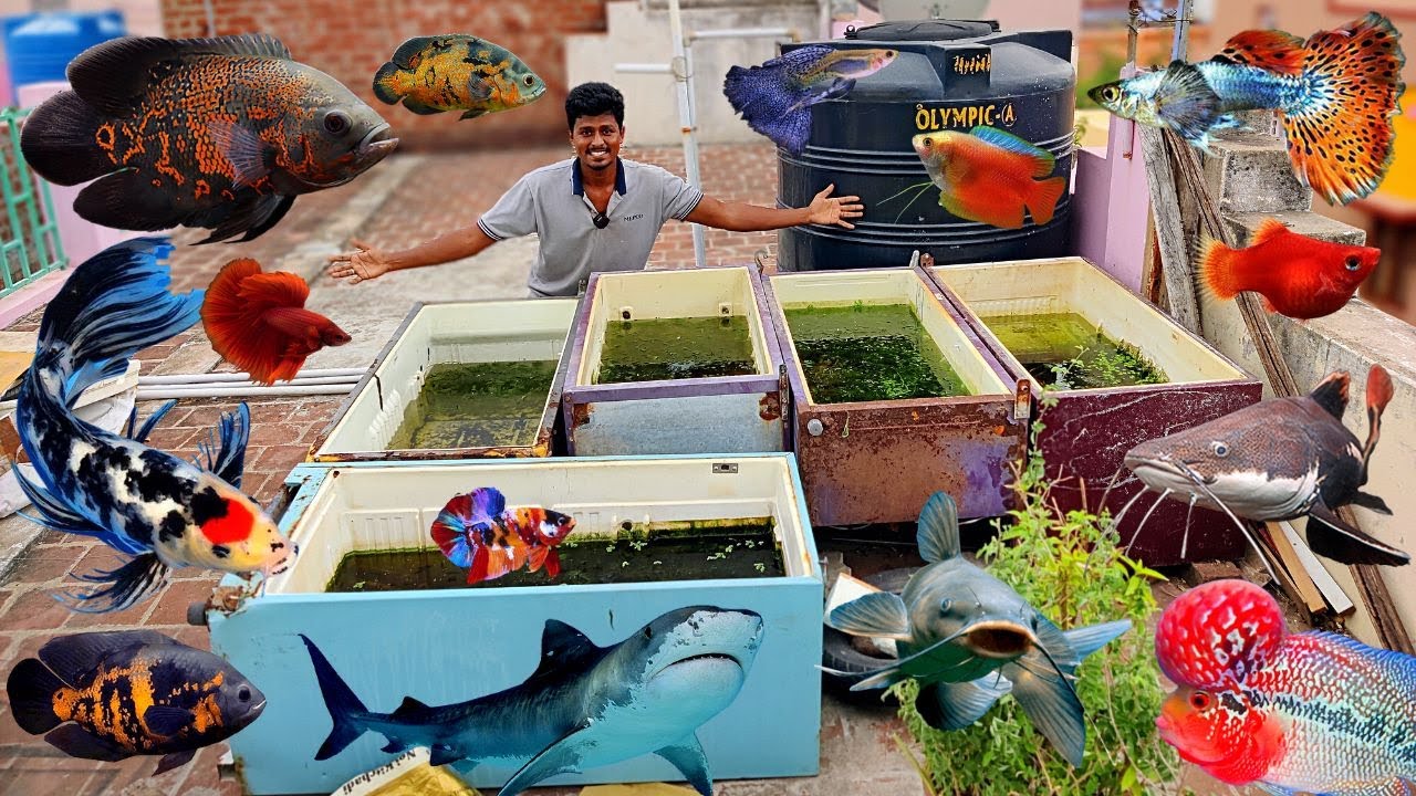 All My Fishes in One Video 🦈| Fish Room Tour 2.0 🐠 | Vijay Vlogs
