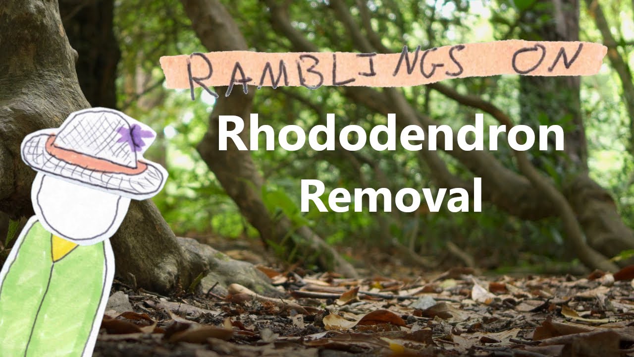 Rhododendron Removal