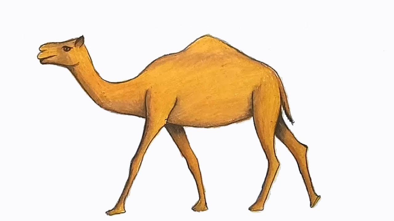 How to draw Camel step by step