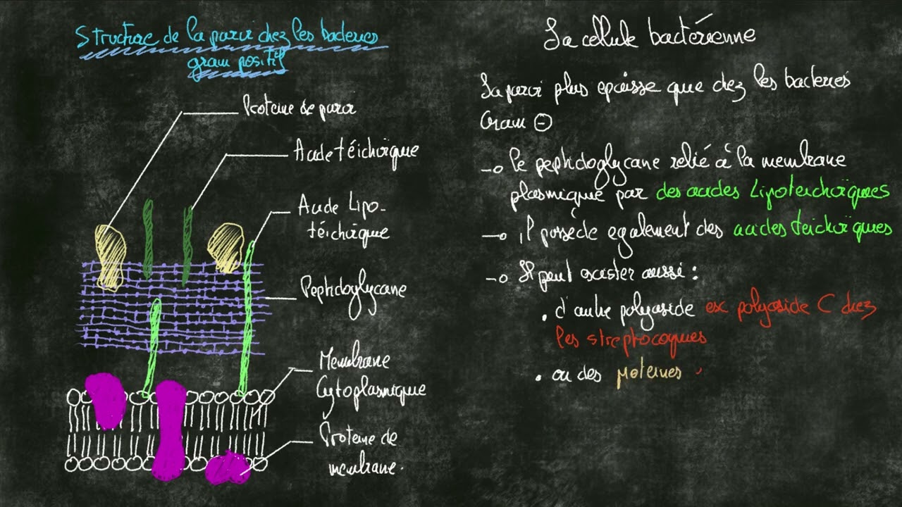 La paroi bactérienne