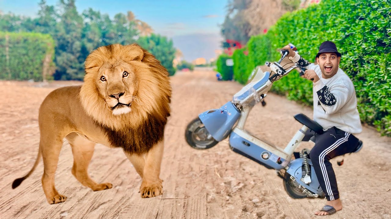 ‏لما اخوك الصغير يطلع عليه اسد 😱 وهو بيلعب بالسكوتر 🏍️ في الشارع 😱 عمر الزير 