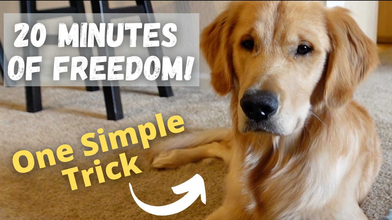 Distract Your Dog For 20 MINUTES!!! How to make a bath towel puzzle for your dog!