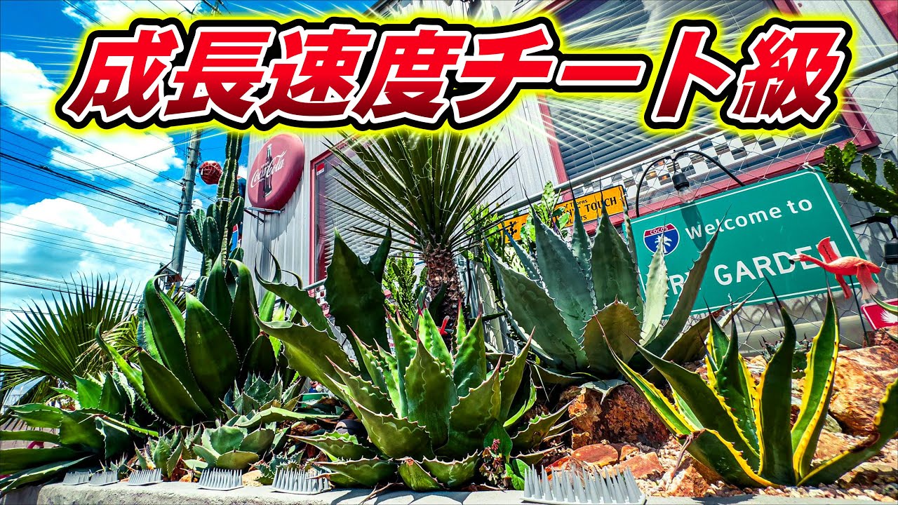 【ドライガーデン通信】メキメキ成長しすぎてパチンパチンなドライガーデンを見てくれ